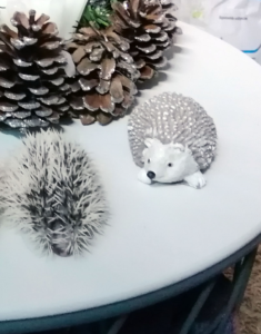 mały jeż pigmejski miot A sprzedam