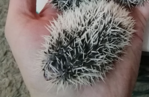 mały jeż pigmejski miot A sprzedam