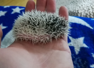 mały jeż pigmejski miot A sprzedam