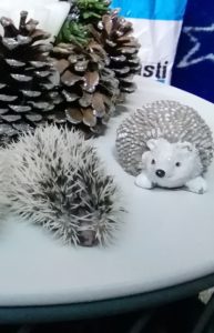 mały jeż pigmejski miot A sprzedam