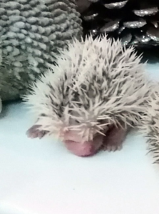 mały jeż pigmejski miot A sprzedam