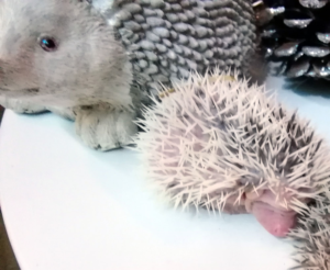 mały jeż pigmejski miot A sprzedam