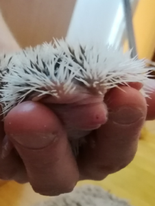 mały jeż pigmejski miot A sprzedam