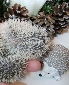 mały jeż pigmejski miot A sprzedam