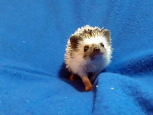 mały jeż pigmejski miot A sprzedam