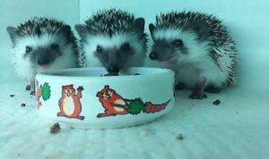 mały jeż pigmejski miot A sprzedam