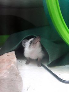 mały jeż pigmejski miot A sprzedam