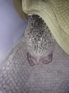 mały jeż pigmejski miot A sprzedam