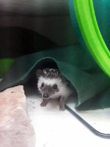 mały jeż pigmejski miot A sprzedam