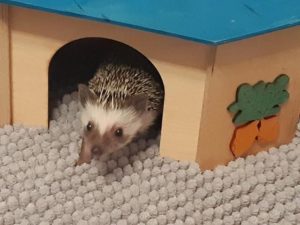 mały jeż pigmejski miot A sprzedam