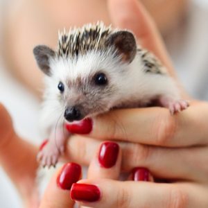 mały jeż pigmejski miot A sprzedam