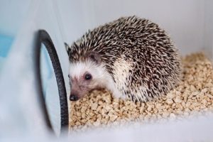 mały jeż pigmejski miot A sprzedam