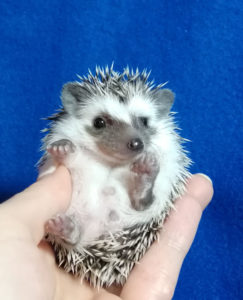 mały jeż pigmejski miot A sprzedam