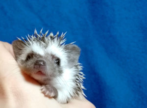 mały jeż pigmejski miot A sprzedam
