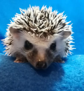 mały jeż pigmejski miot A sprzedam