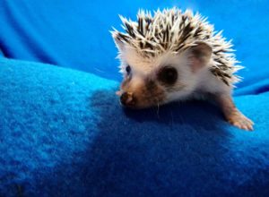 mały jeż pigmejski miot A sprzedam