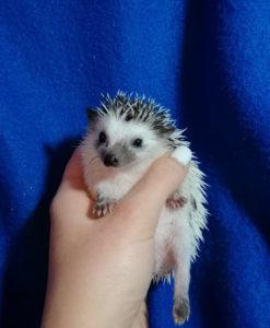 mały jeż pigmejski miot A sprzedam