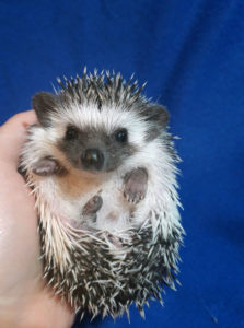 mały jeż pigmejski miot A sprzedam