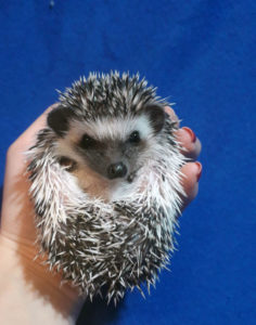 mały jeż pigmejski miot A sprzedam