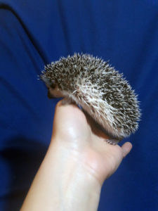 mały jeż pigmejski miot A sprzedam