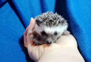 mały jeż pigmejski miot A sprzedam