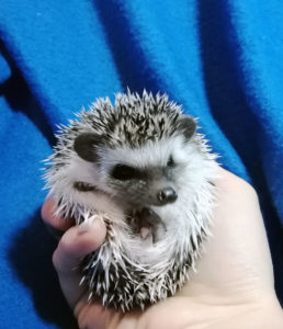 mały jeż pigmejski miot A sprzedam