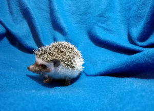 mały jeż pigmejski miot A sprzedam