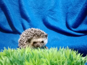 mały jeż pigmejski miot A sprzedam