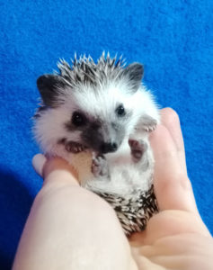 mały jeż pigmejski miot A sprzedam