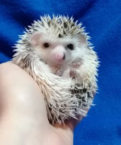 mały jeż pigmejski miot A sprzedam split face