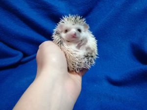 mały jeż pigmejski miot A sprzedam split face