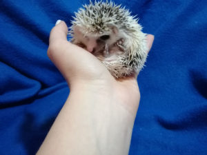 mały jeż pigmejski miot A sprzedam split face