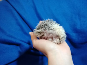 mały jeż pigmejski miot A sprzedam split face