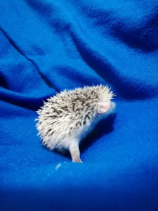 mały jeż pigmejski miot A sprzedam split face