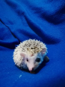 mały jeż pigmejski miot A sprzedam split face