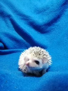 mały jeż pigmejski miot A sprzedam split face