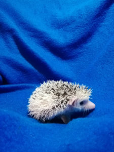 mały jeż pigmejski miot A sprzedam split face