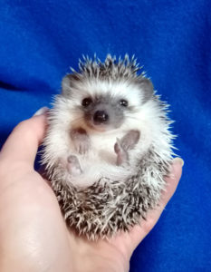 mały jeż pigmejski miot A sprzedam
