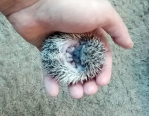 mały jeż pigmejski miot A sprzedam