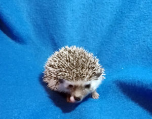 mały jeż pigmejski miot A sprzedam