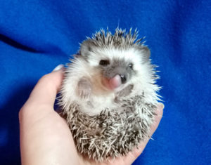 mały jeż pigmejski miot A sprzedam