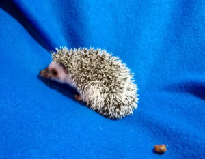 mały jeż pigmejski miot A sprzedam
