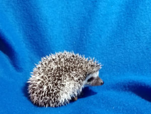 mały jeż pigmejski miot A sprzedam