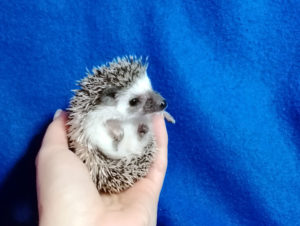 mały jeż pigmejski miot A sprzedam