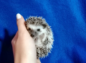 mały jeż pigmejski miot A sprzedam