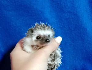 mały jeż pigmejski miot A sprzedam