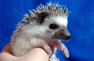 mały jeż pigmejski miot A sprzedam