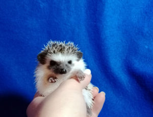 mały jeż pigmejski miot A sprzedam