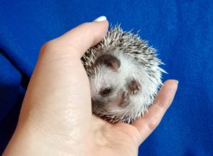 mały jeż pigmejski miot A sprzedam