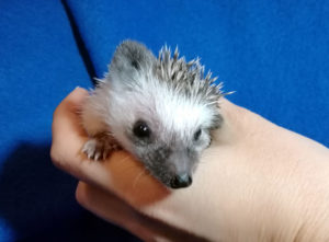 mały jeż pigmejski miot A sprzedam